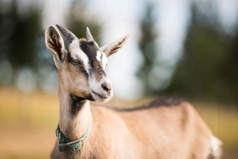 Global Imported Goat Products in 2025 Overview - Tendata