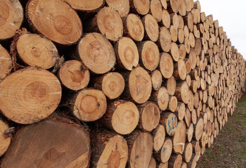 Global Import of Wood in 2025 Overviews - Tendata