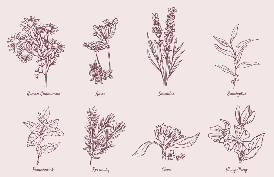 Top 10 Global Herb Import by Country & Company - Tendata