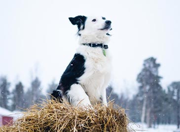 sweden trade data,sweden import data,sweden export data