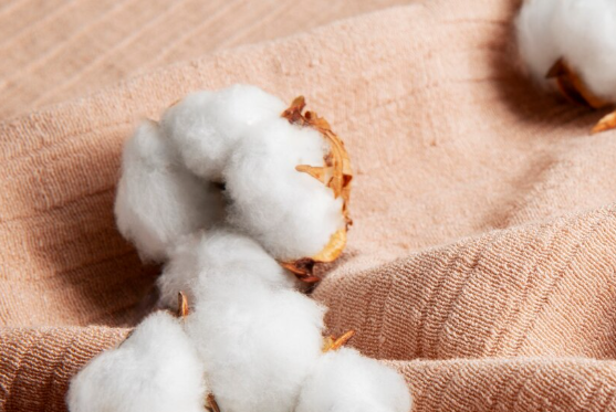 Egyptian cotton exporters,Egyptian cotton exporter,top Egyptian cotton exporters