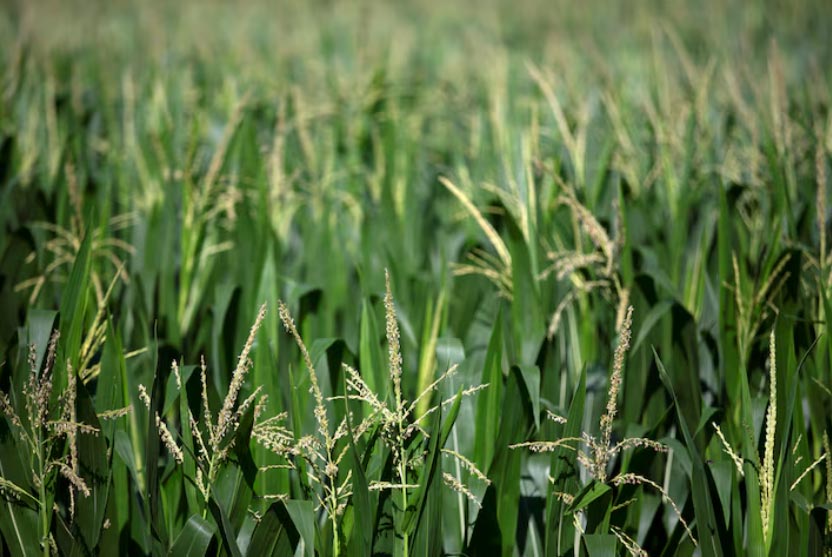 soybean export,corn exports,agricultural exports