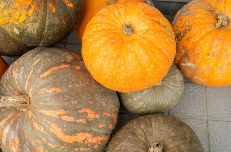 pumpkin import,pumpkin imports,global pumpkin imports