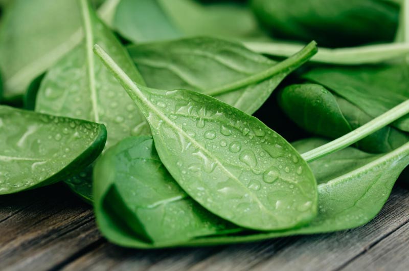 spinach export,spinach exports,global spinach exports