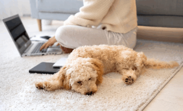 pet accessories,pet accessories business,online pet accessories