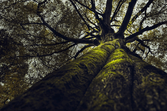 Exploring Portugal's Oak Export Industry and Its Global Impact