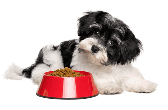 How To Find a Business Manufacturer for Pet Products - Tendata Trade Data