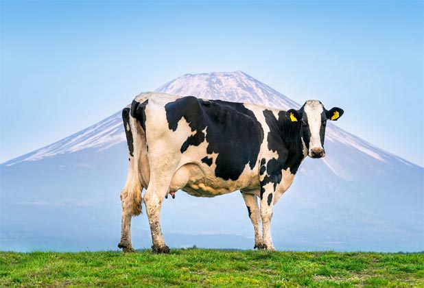 cow buyers,cow buyer,global cow buyers